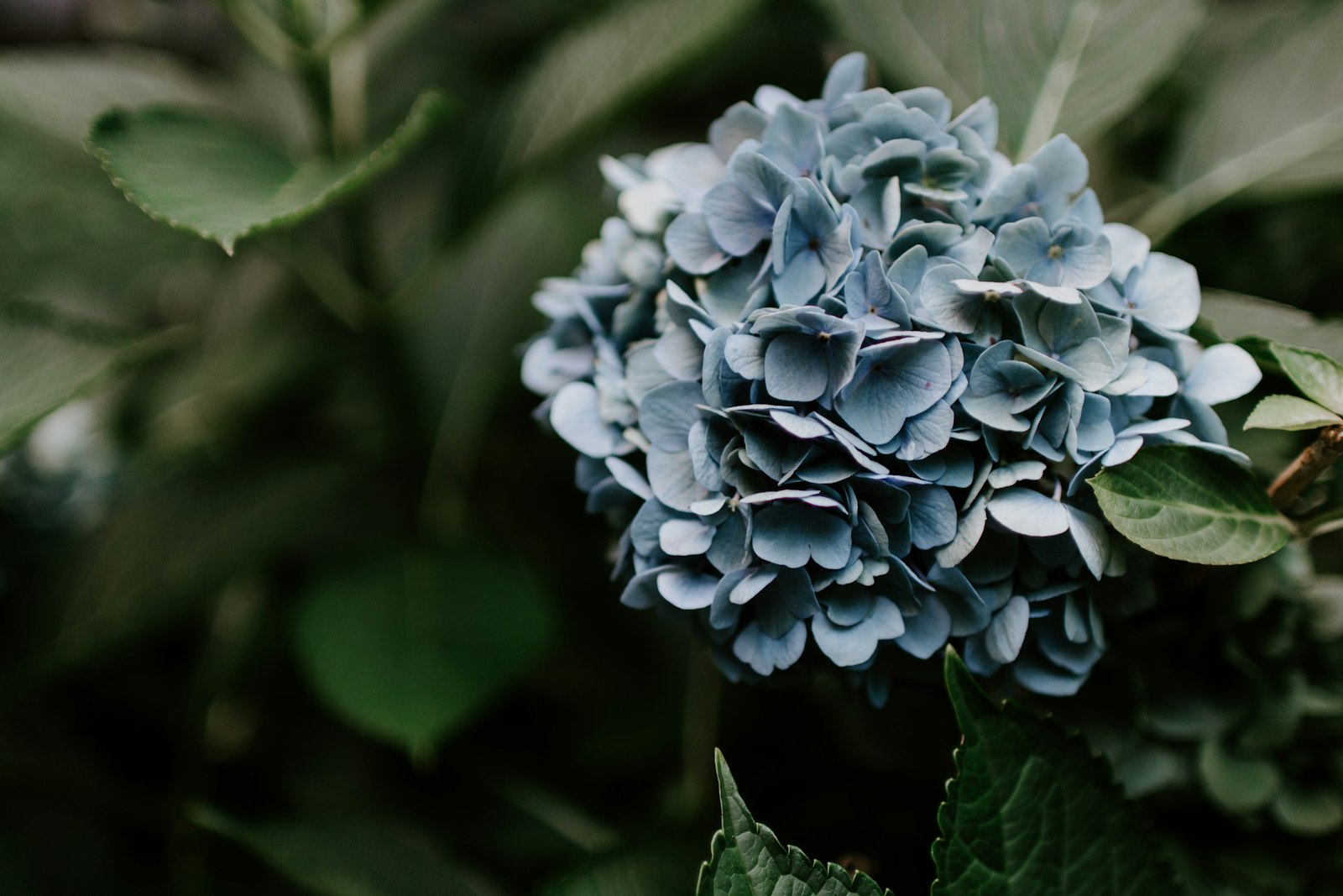 Nikon D500 + AF-S DX Zoom-Nikkor 18-55mm f/3.5-5.6G ED sample photo. Blue hydrangea flower photography