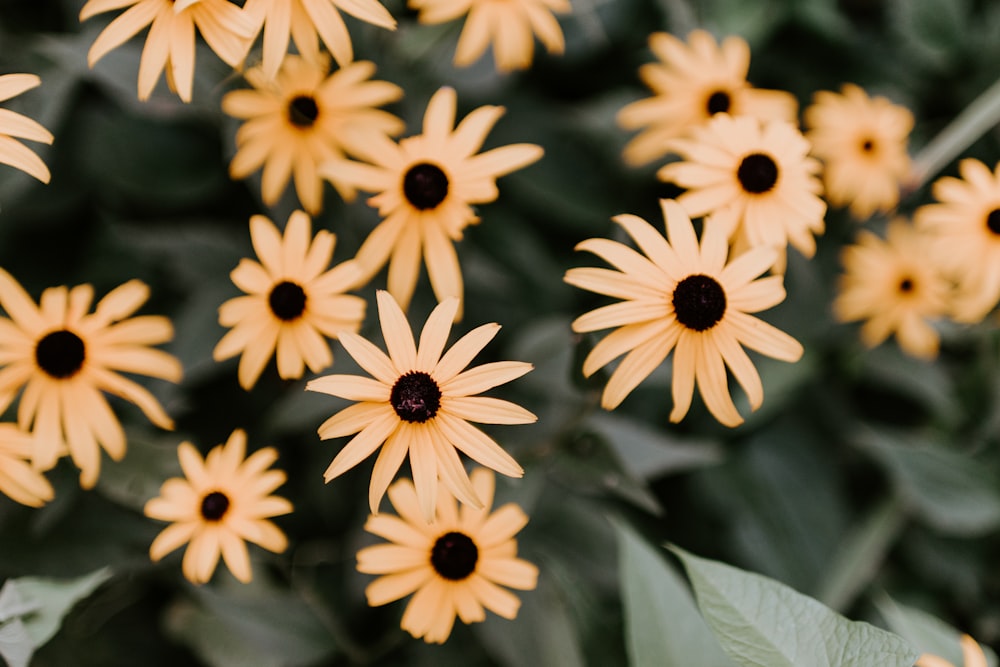 fleurs jaunes