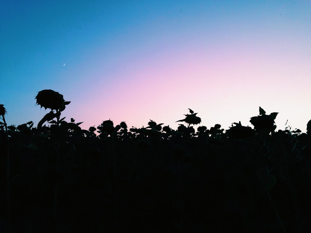 silhouette photography of trees at daytime