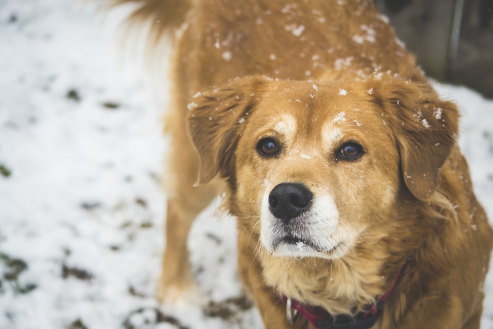 large long-coated tan dog walking on snow