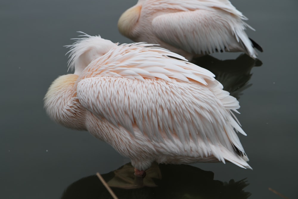 two white birds on body of water at daytime