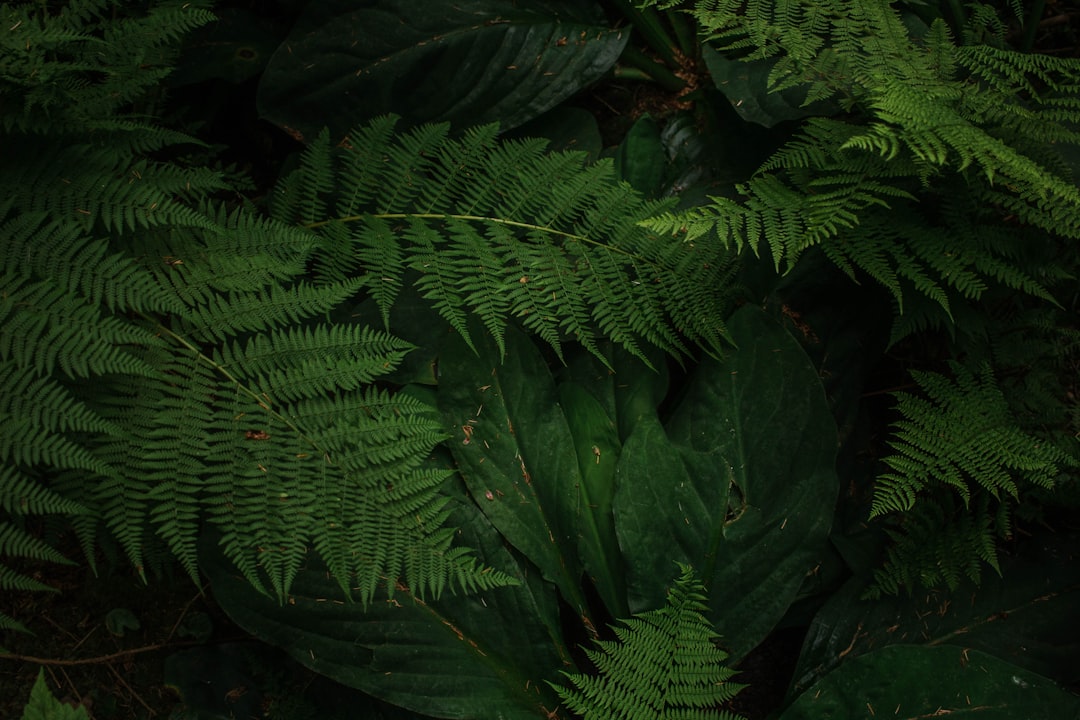 green fern plants