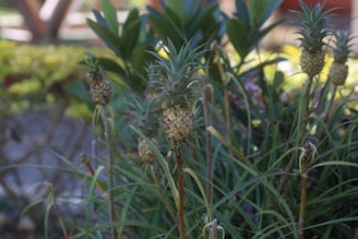 A cluster of small pineapples growing amidst lush greenery. The pineapples have a mix of green and light brown hues, surrounded by long, slender leaves. The background is slightly blurred, highlighting the plants in the foreground.