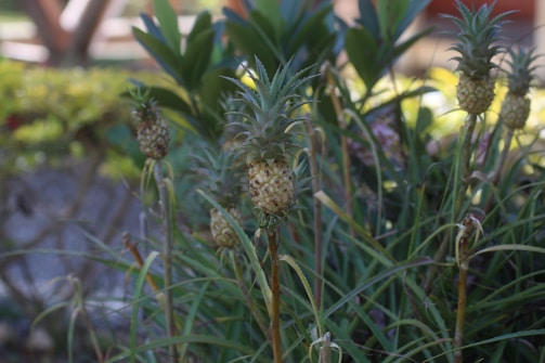 A cluster of small pineapples growing amidst lush greenery. The pineapples have a mix of green and light brown hues, surrounded by long, slender leaves. The background is slightly blurred, highlighting the plants in the foreground.