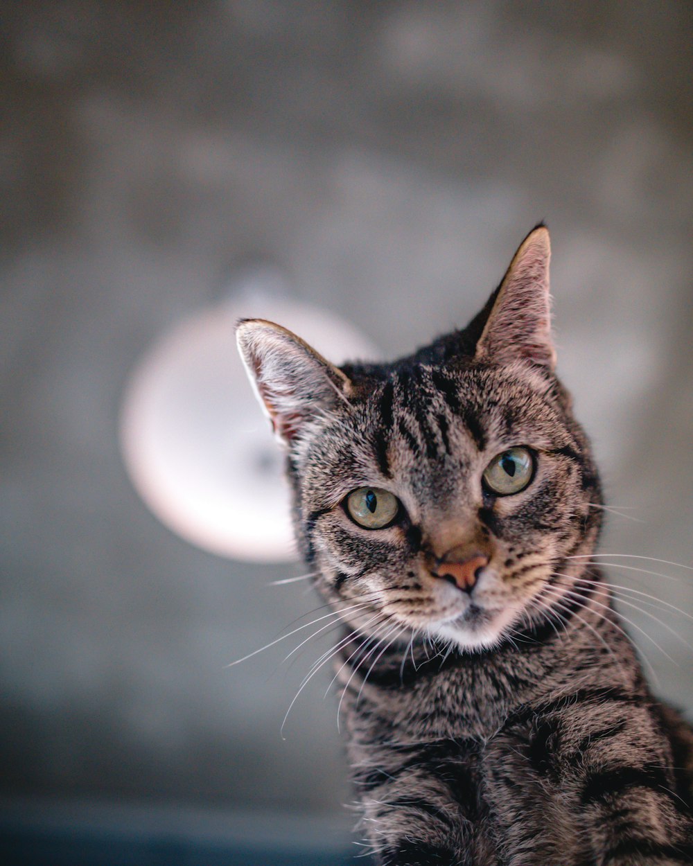 brown tabby cat looking up