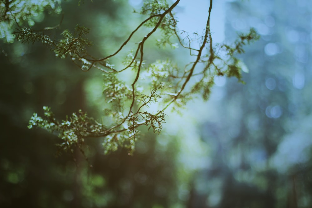 close-up green leafed plant