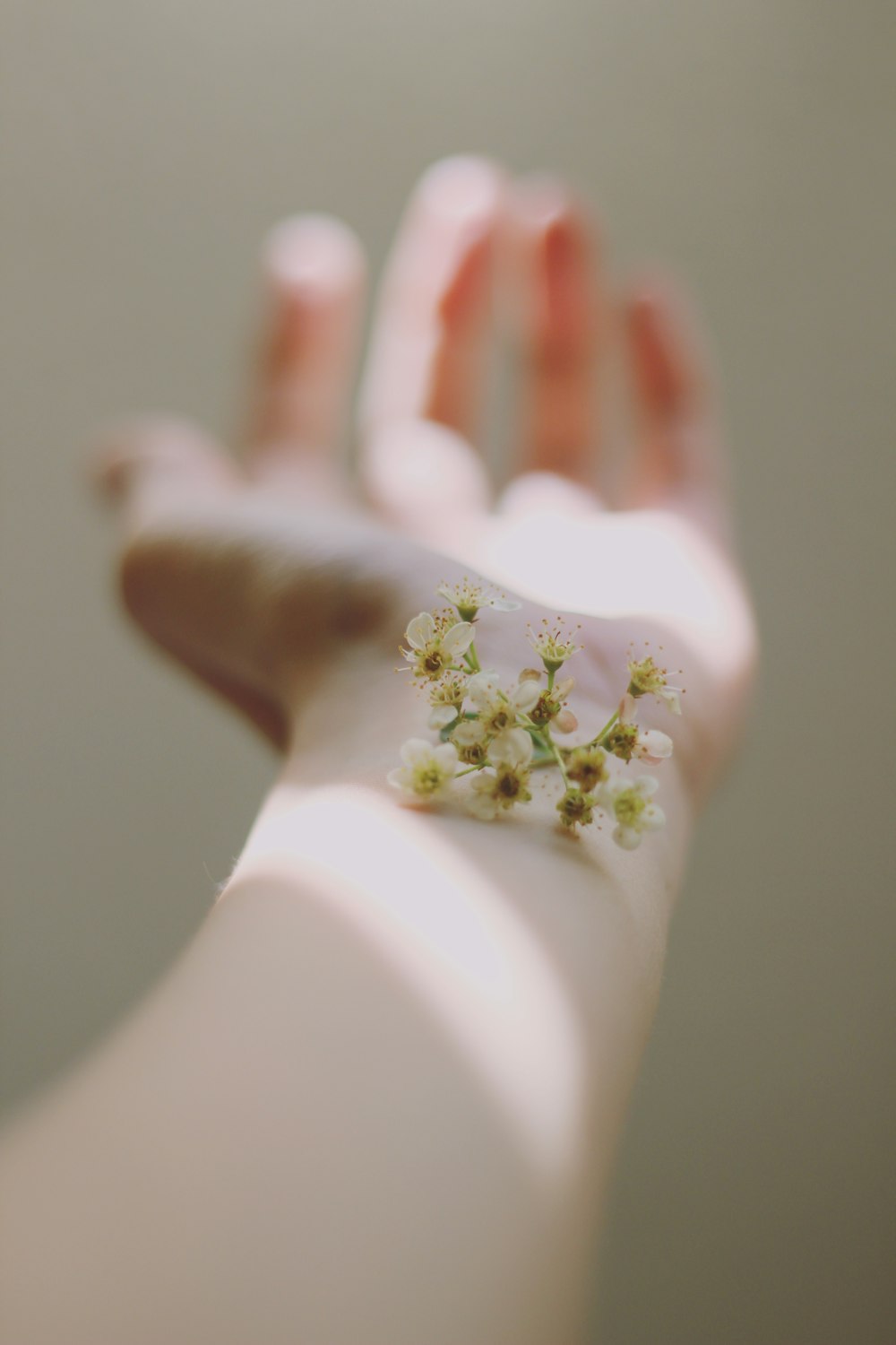人間の左手に白い群生花のセレクティブフォーカス写真