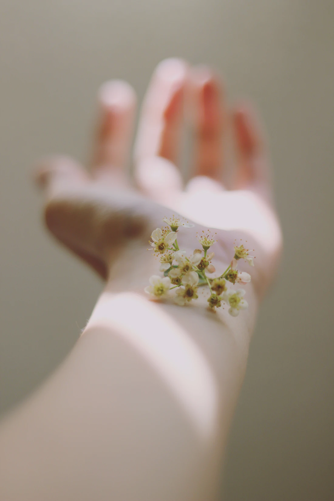 White flower clusters held in a hand in sunlight
