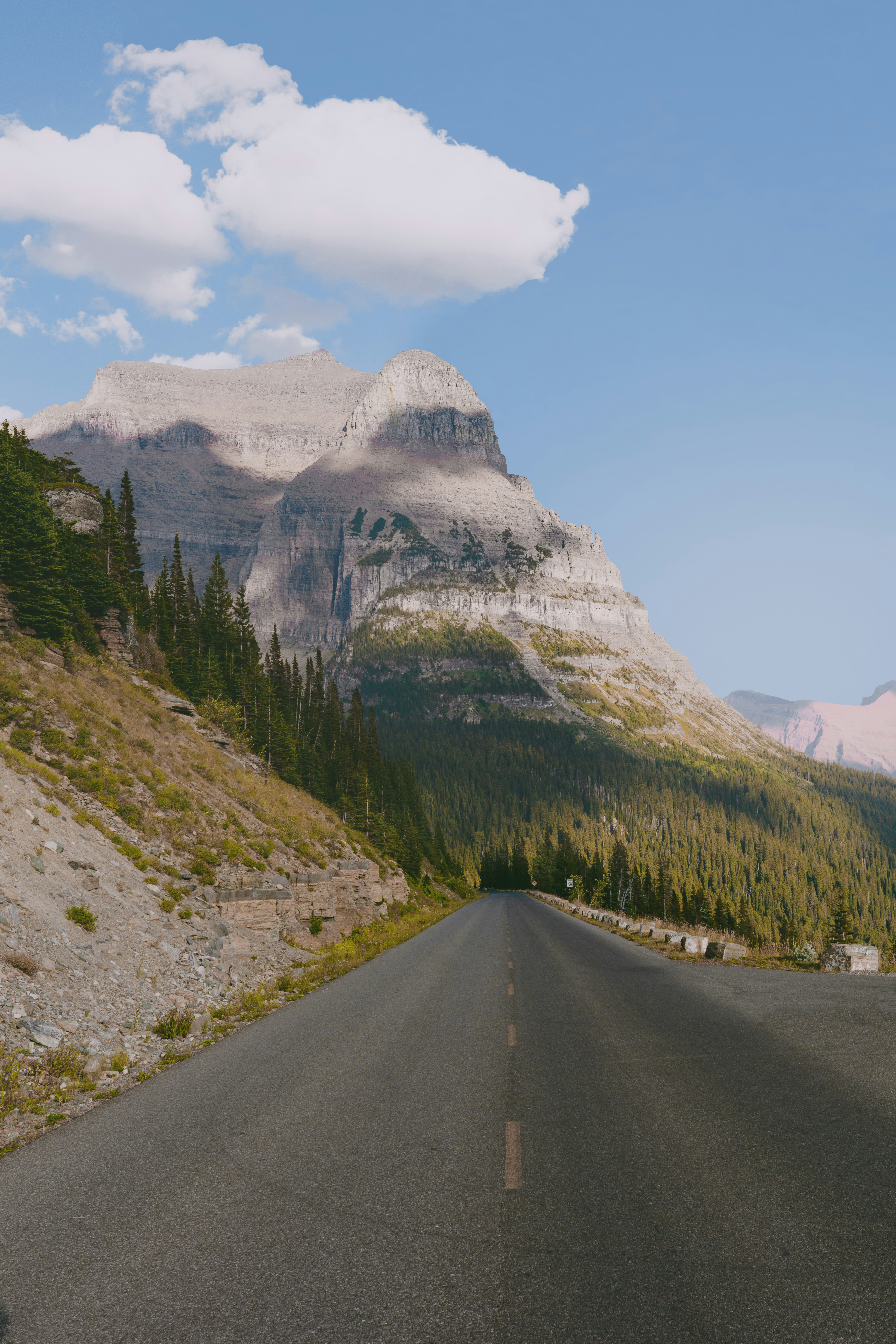 日中のアスファルト道路を横切る緑の松の木