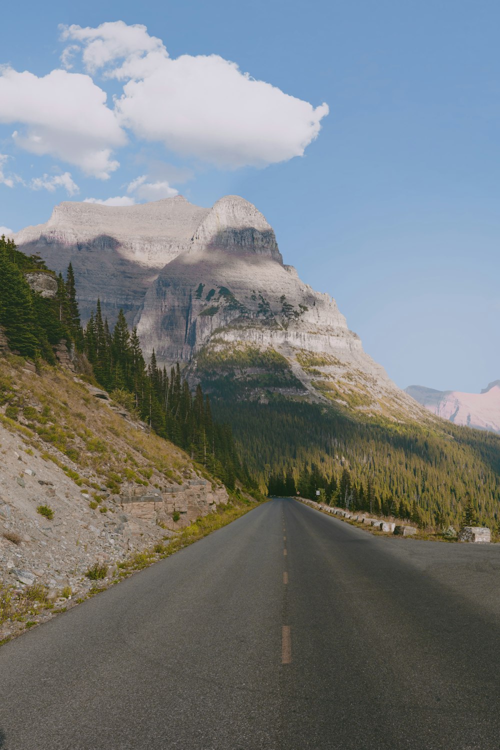 green pine trees across asphalt road during daytime