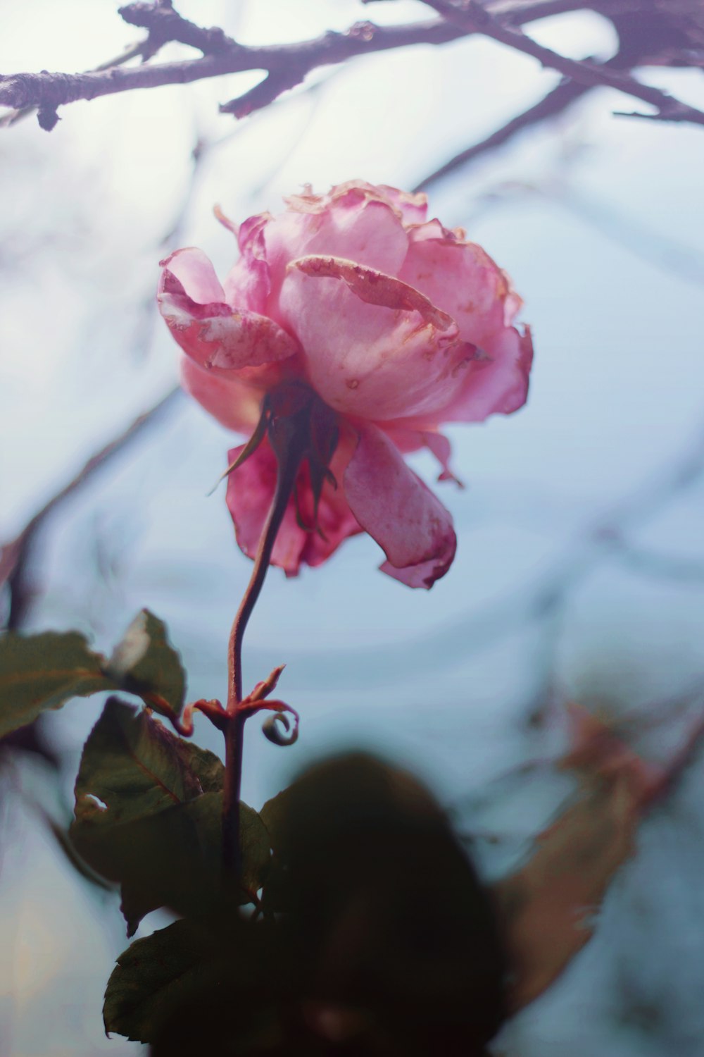 pink rose in close-up photography