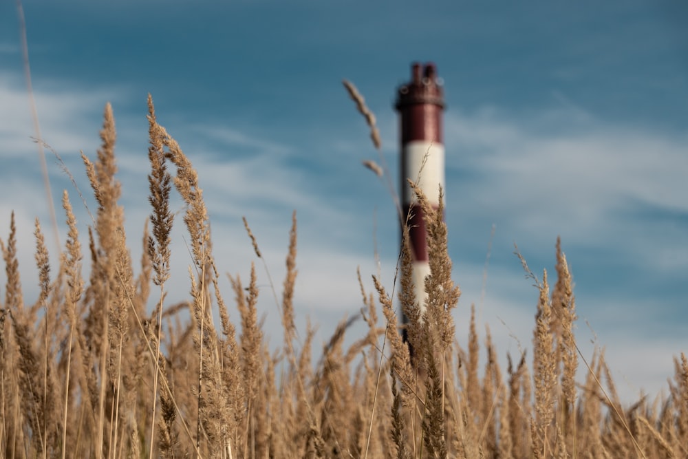 wheat near brown and white tower