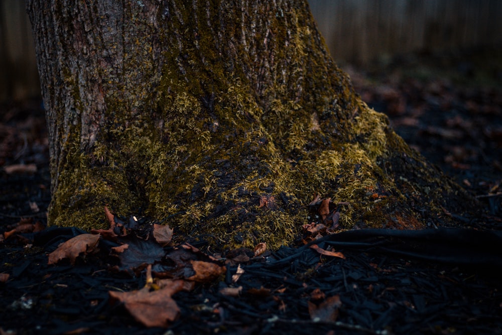 green tree trunk