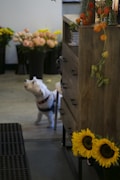 A small white dog with a collar stands indoors, next to a wooden cabinet adorned with trailing flowers and sunflower decorations. In the background, various potted flowers, including pink and yellow blossoms, create a colorful display.