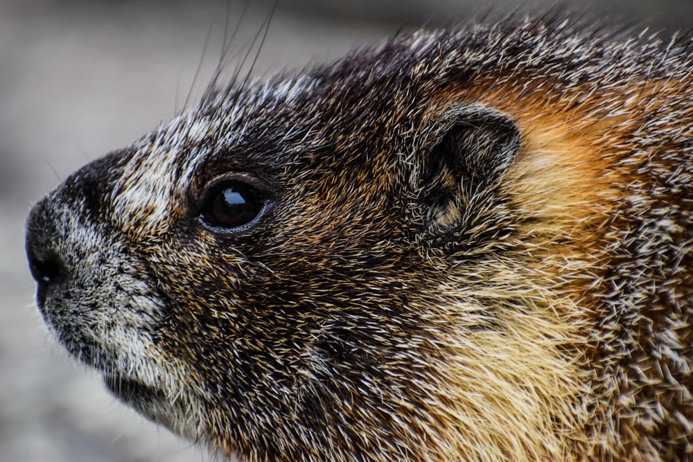 photography of brown and black animal