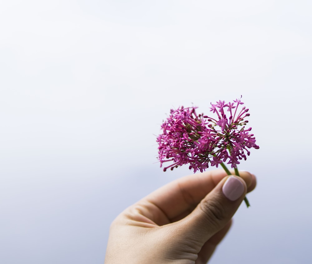 Selektives Fokusfoto einer Person, die eine rosa blättrige Blume hält