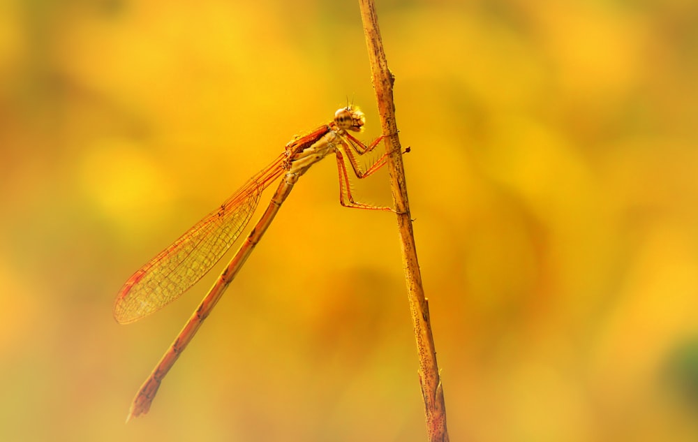 brown dragonfly