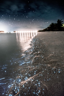 beach shore