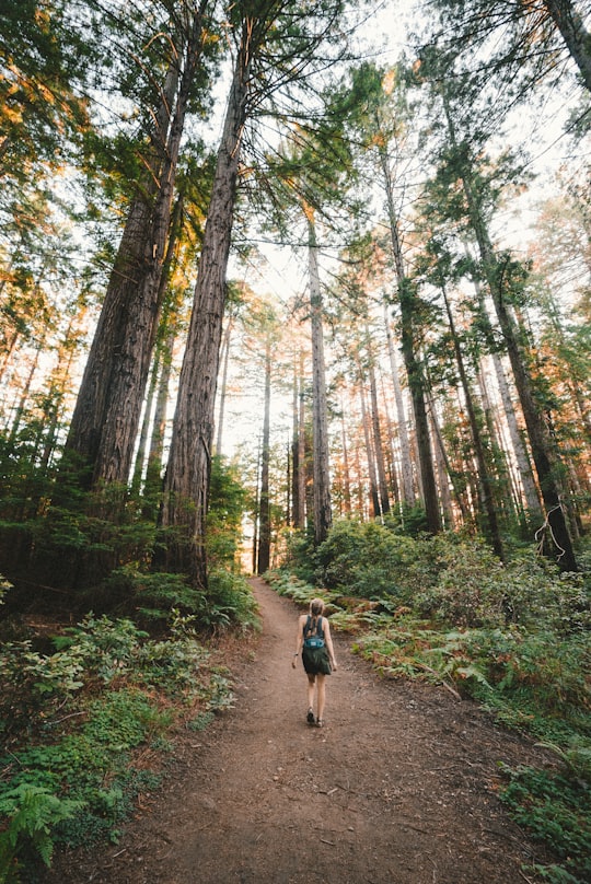woman walking near plants and tall trees during daytime in Muir Woods National Monument United States