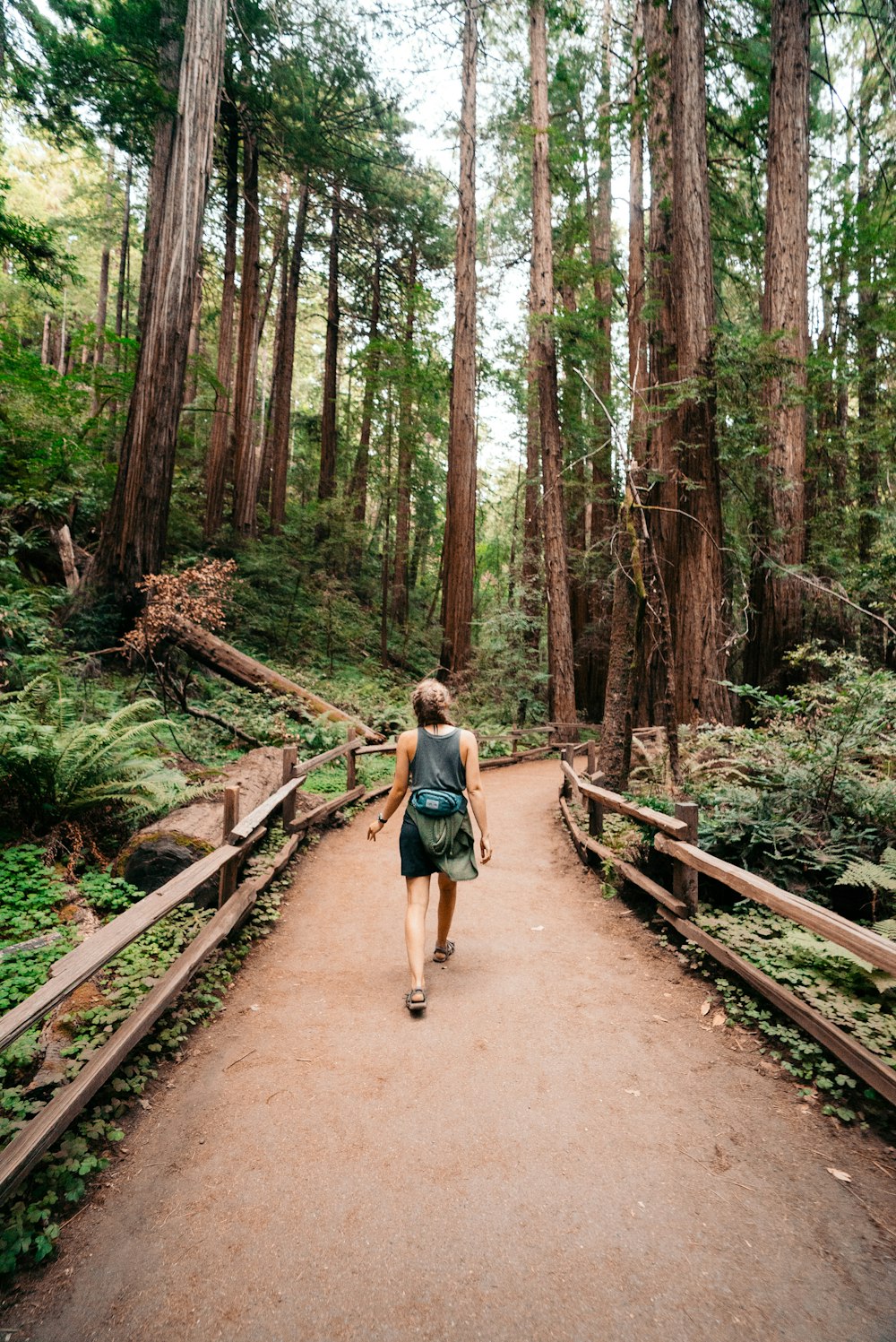 person walking between green leafed trees