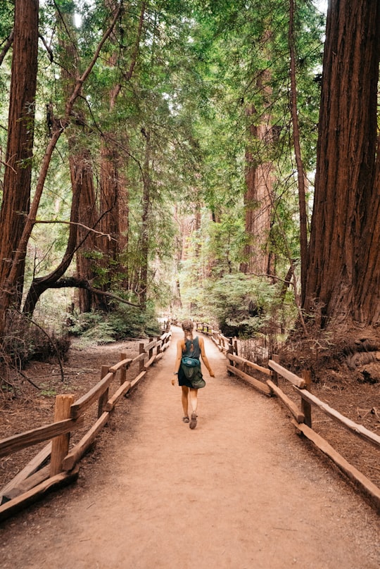 woman walking under green leaf tree during daytime in Muir Woods National Monument United States