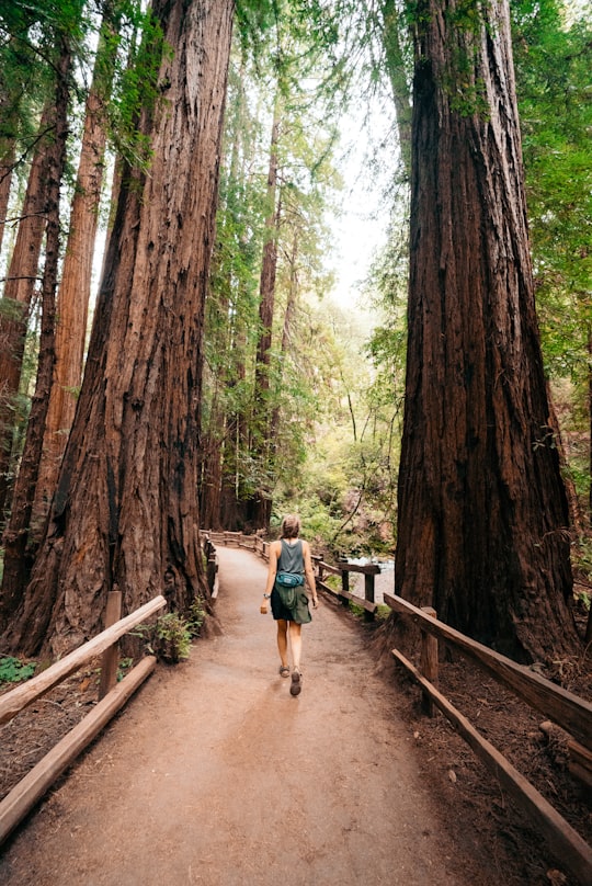 woman walking between trees under calming sky in Muir Woods National Monument United States