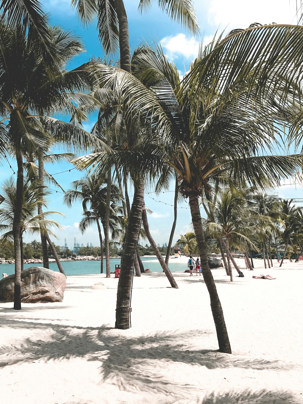coconut tress on sand