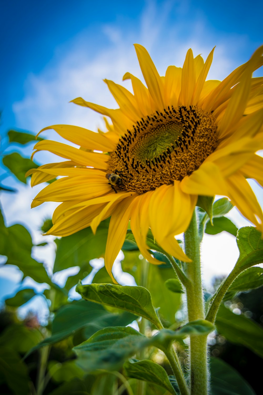 worm's-eye view of yellow sunflower