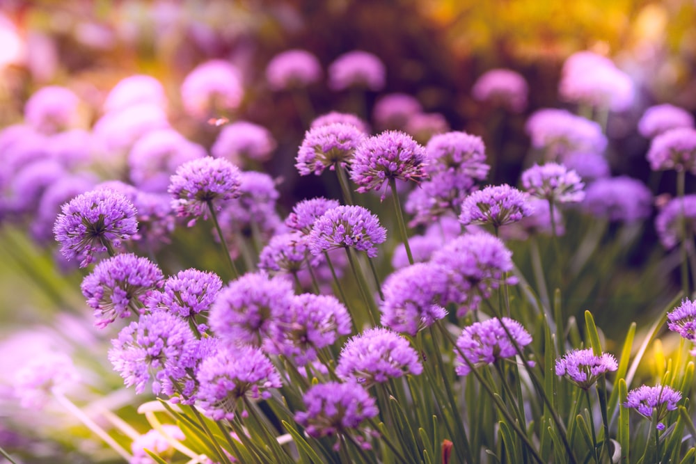 selective focus photography of purple flowers