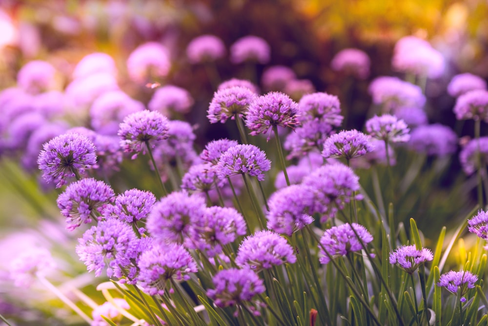 Fotografia a fuoco selettiva di fiori viola