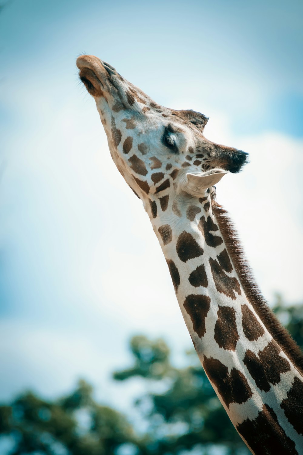 brown and white giraffe