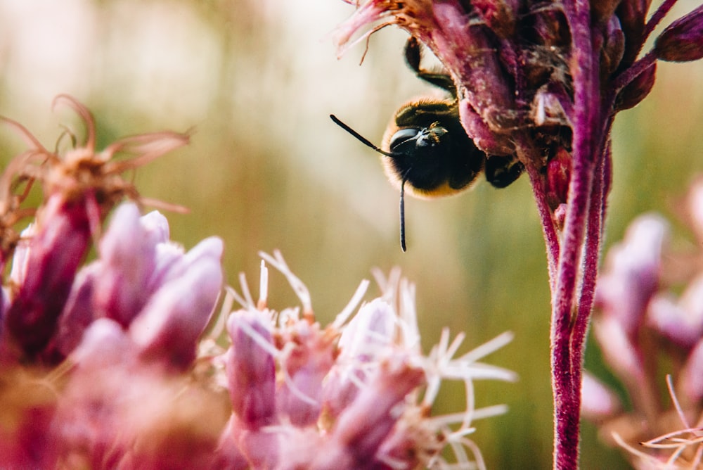 abeja negra y amarilla en flor