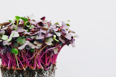 A bunch of lush green microgreens growing densely in natural light.