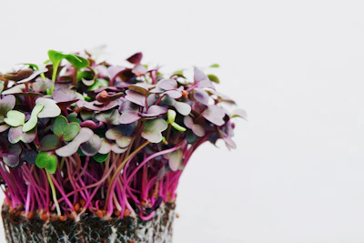 Colorful mix of radish and beet microgreens with delicate leaves.