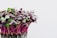 A bunch of microgreens with vibrant green and purple leaves, growing densely together. Thin, pink stems support the small leaves, and the roots are visible at the bottom.