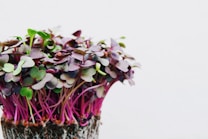 A bunch of microgreens with vibrant green and purple leaves, growing densely together. Thin, pink stems support the small leaves, and the roots are visible at the bottom.