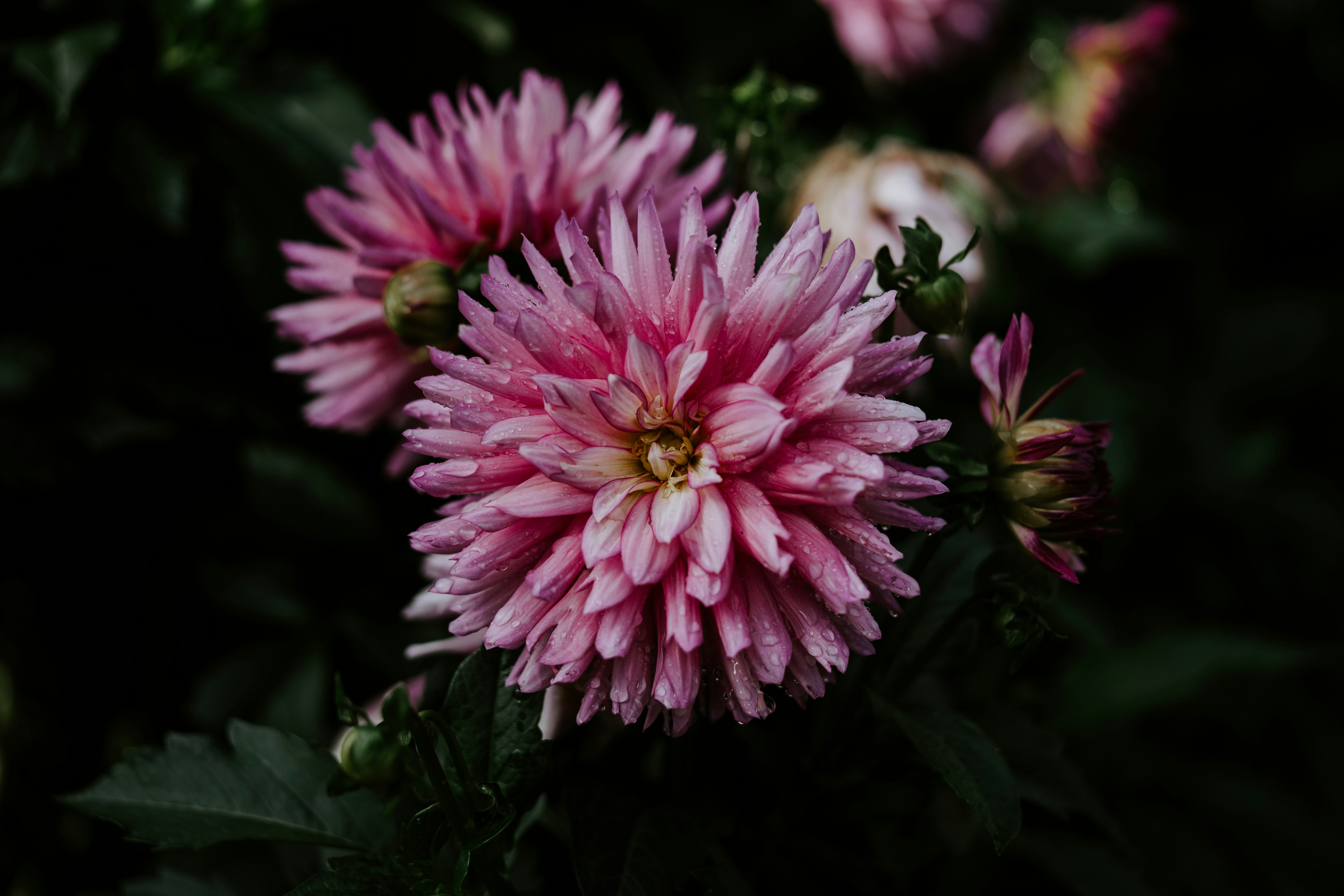 pink flower