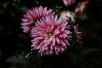 Pink flowers with dew drops are set against a dark, lush green background. The petals have a soft, delicate texture and the central bloom is surrounded by smaller budding flowers.