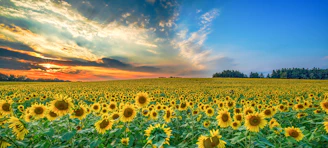 yellow sunflower lot