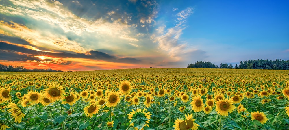 Lote de girasol amarillo