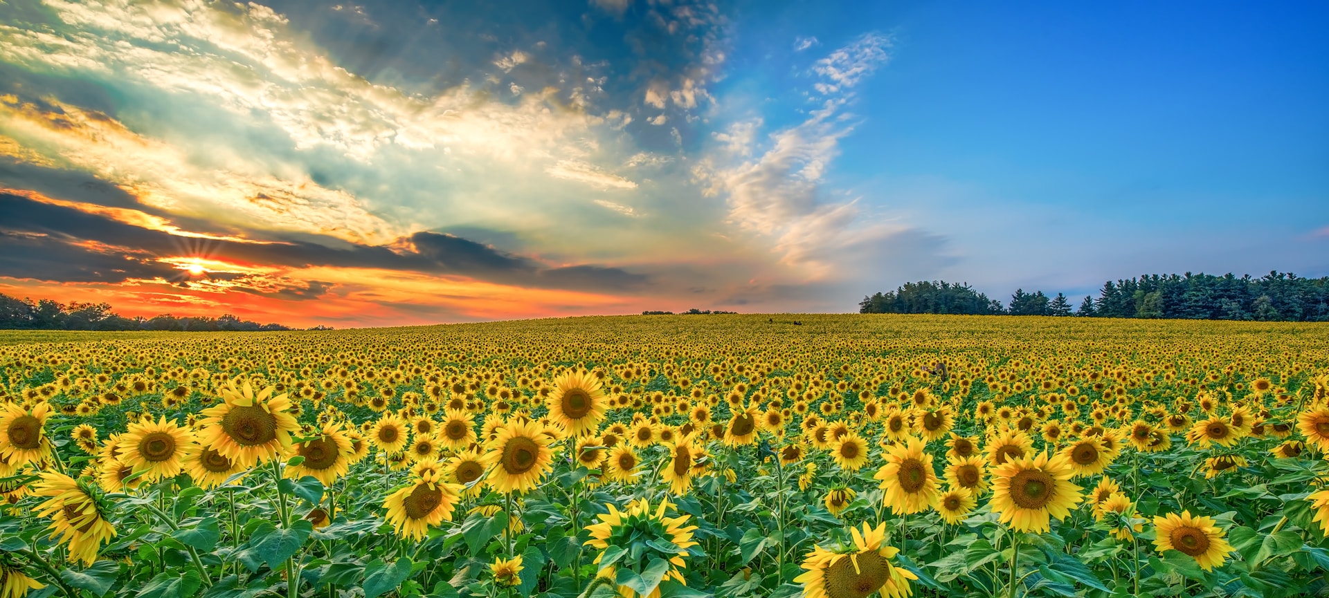 yellow sunflower lot
