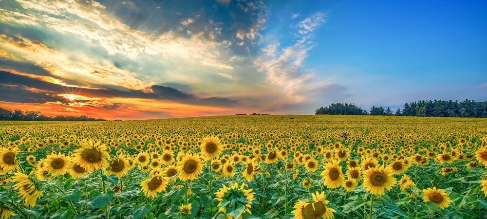 Sunflowers Sunset Pictures | Download Free Images on Unsplash