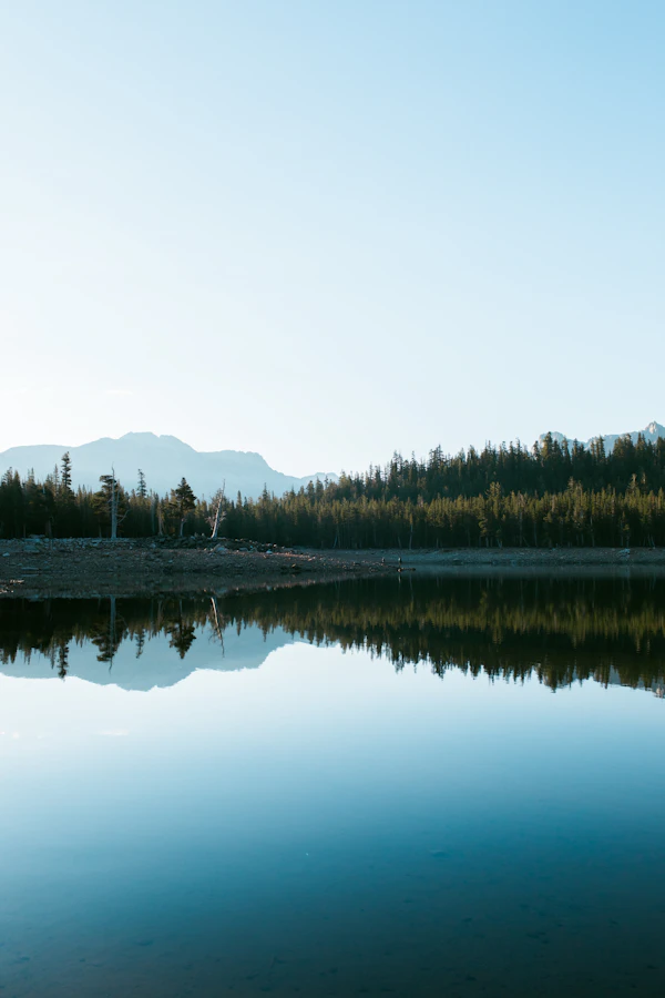 Still water between trees