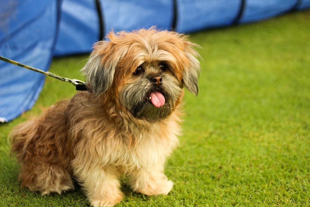 brown and gray Lhasa apso puppy sitting on lawn grass close-up photo