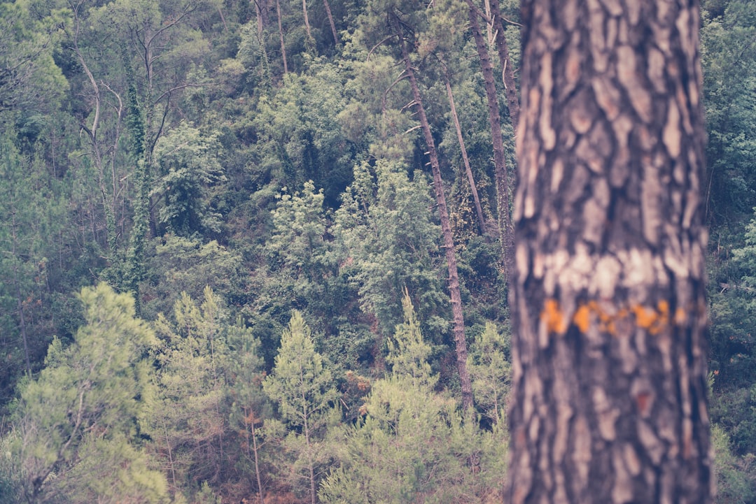 Tropical and subtropical coniferous forests photo spot Bicorp Spain