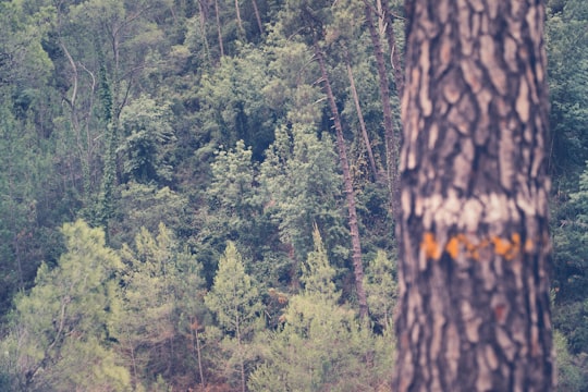 green leafed trees in Bicorp Spain