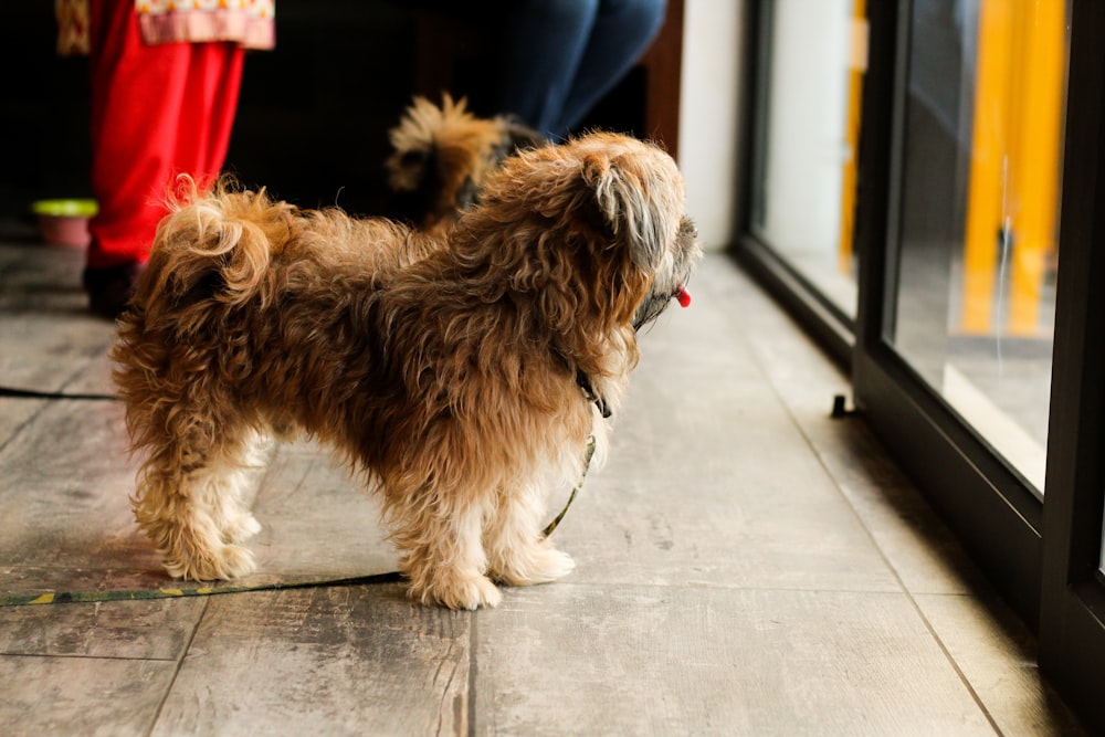 selective focus photography of long-coated brown dog standing near sliding door