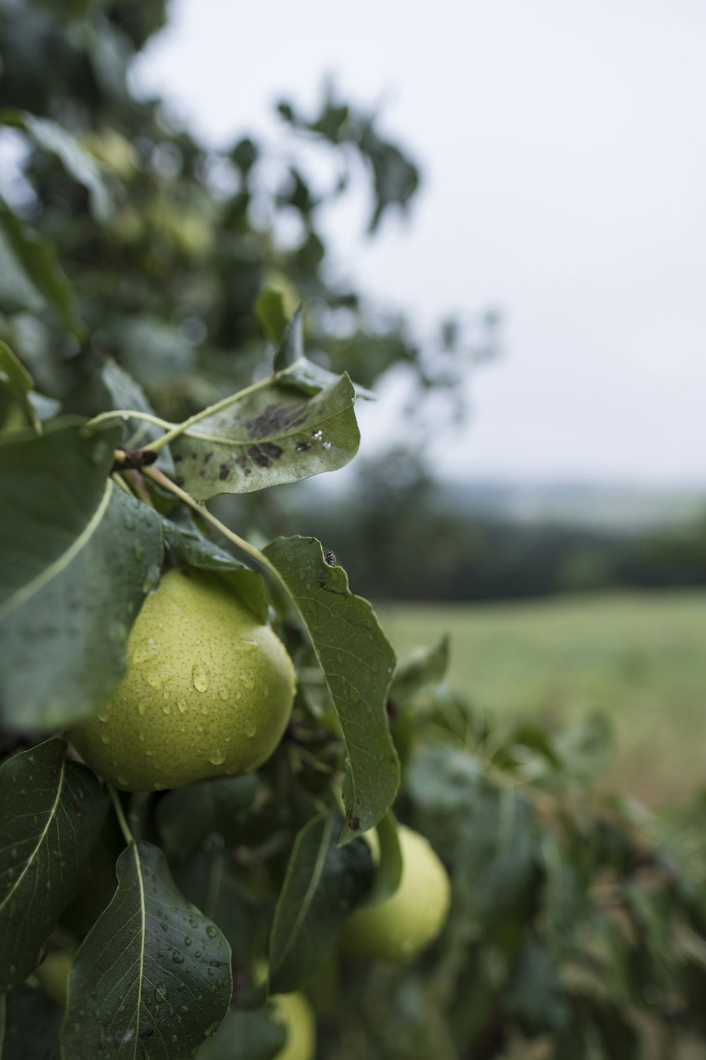 shallow focus photography of green fruits