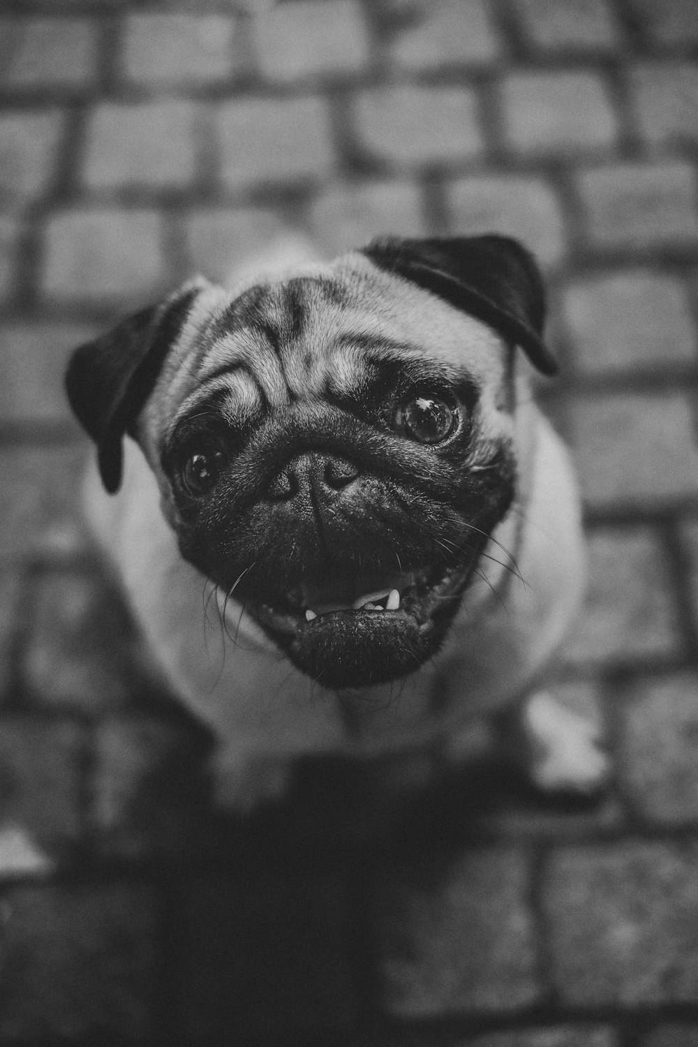 grayscale photography of pug