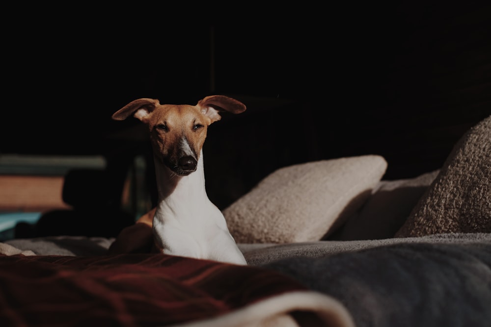 white dog lying on bed